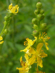 aigremoine odorante fleur sauvage jaune