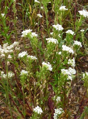 Alysson blanc fleurs sauvages blanches