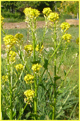 barbarée commune fleur sauvage jaune
