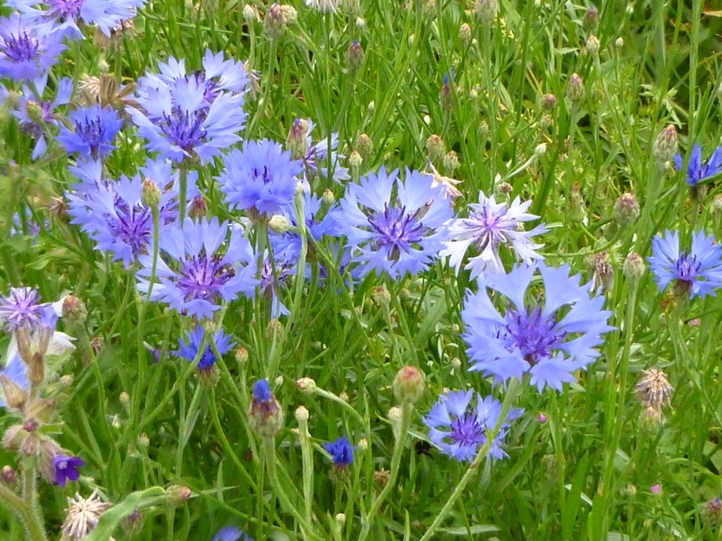 bleuet des champs fleur sauvage bleue