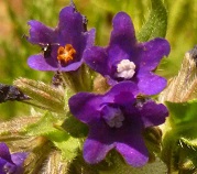 buglosse officinale fleur sauvage violette