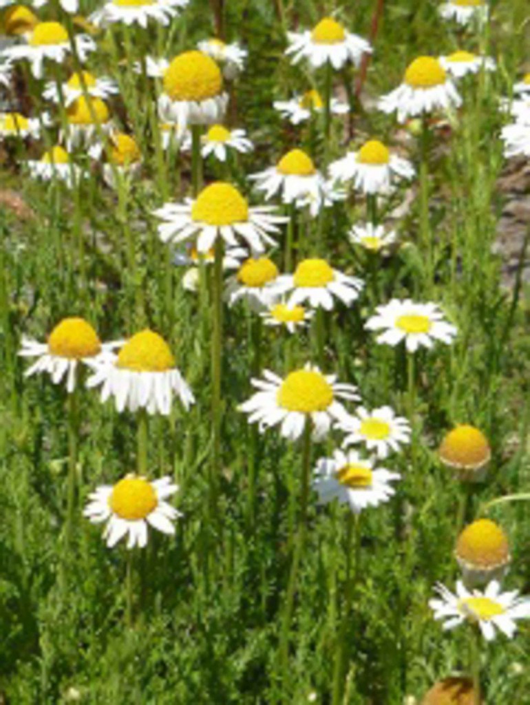 Fleurs Ressemblant Aux Marguerites Flowers Resembling