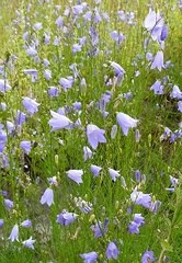 campanule à feuilles rondes fleur sauvage bleue
