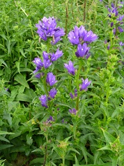 campanule agglomérée fleur sauvage violette