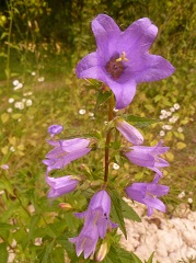 Campanule gantelée fleur sauvage mauve