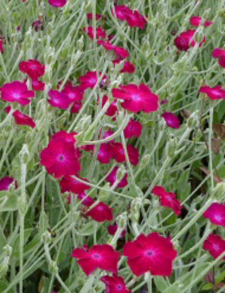 Coquelourde Des Jardins De Sauveterre