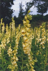 digitale à grandes fleurs fleur sauvage jaune