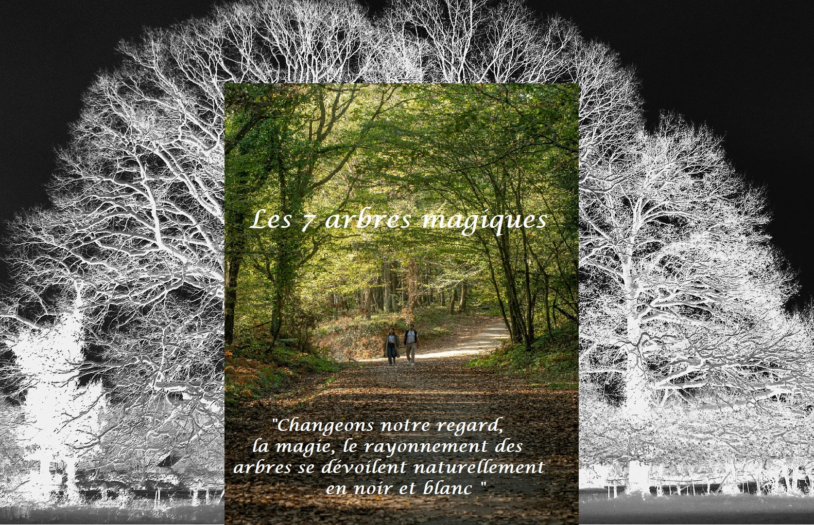 les 7 arbres magiques