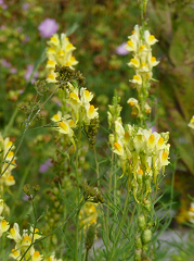 Linaire commune fleurs sauvages jaunes