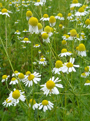 matricaire camomille fleur sauvage type marguerite