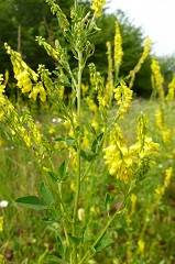 Mélilot officinal fleurs sauvages jaunes