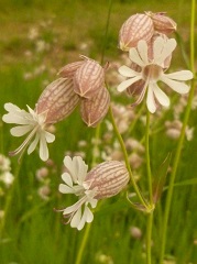 silène enflée fleur sauvage blanche