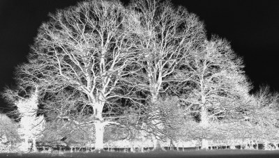 nouveauté 2026 LES ARBRES MAGIQUES