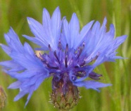 Fleurs sauvages bleues