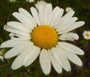 Fleurs Ressemblant Aux Marguerites Flowers Resembling