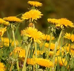Fleurs sauvages jaunes